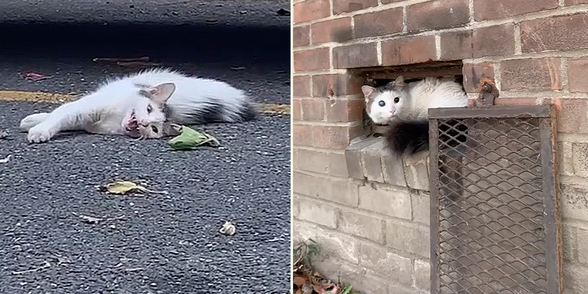 Brooklyn Cat Rescue Danaandthecats, Ham the elusive feral cat becomes a housecat, Brooklyn Animal Action