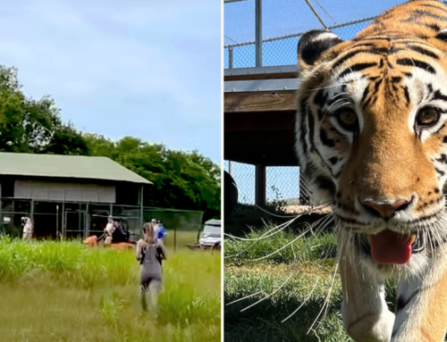 Kallie the Tiger was Left in a Field to Die but Inspires Rescuers with Her Will to Survive