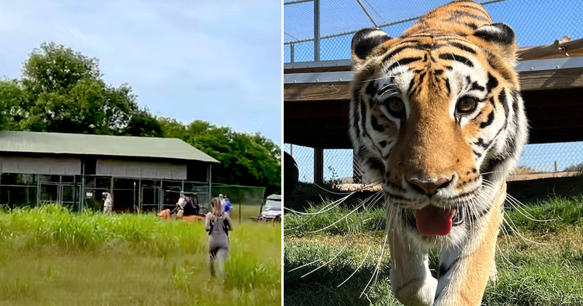 Lions, Tigers, & Bears Animal Sanctuary & Rescue