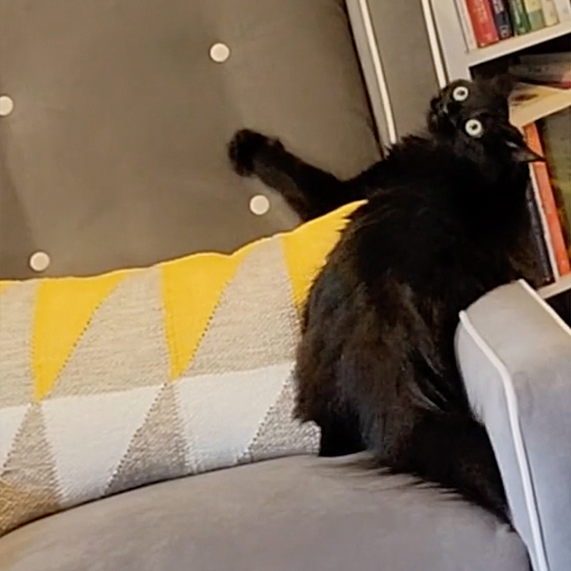 Luna the cat acting strange attacking the buttons on a chair, weird cats