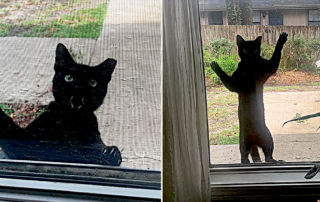 Midnight the black cat adopts Carl Mark in Gainesville, Florida, Operation Catnip, TNR, trap, neuter, return, Reddit