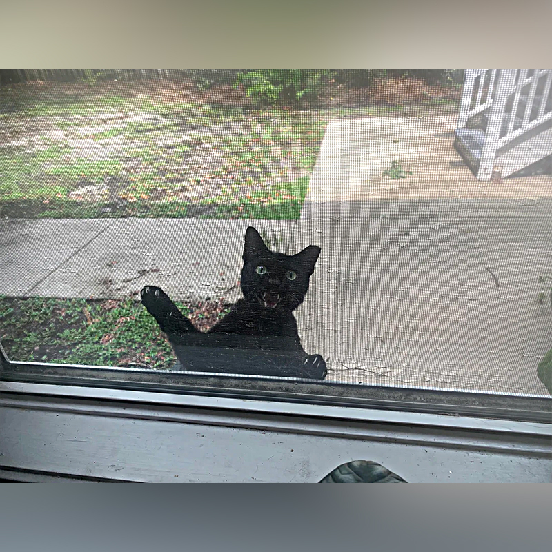 Midnight the cat in the window hanging from the screen