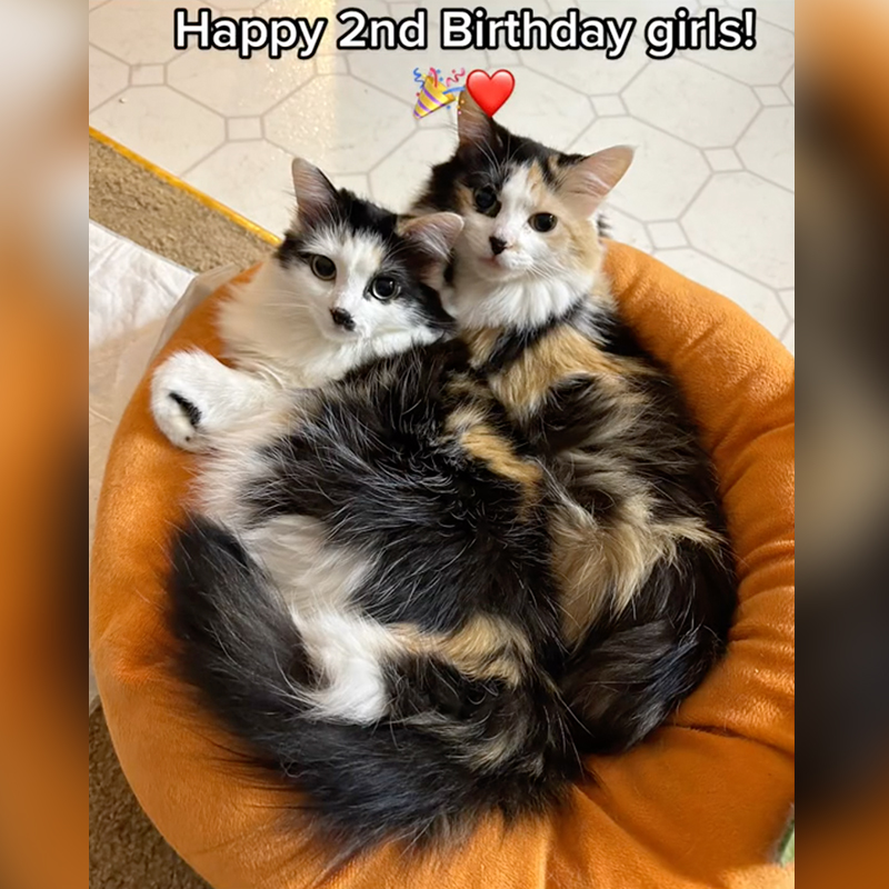 Second Birthday for Oopsie and Tina