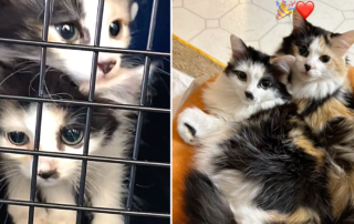 Oopsie and Tina, Oopsie Daisy and Tiny Tina, TikTok, cerebellar hypoplasia (CH), rescued kittens from North Carolina, The Kitty and Marley