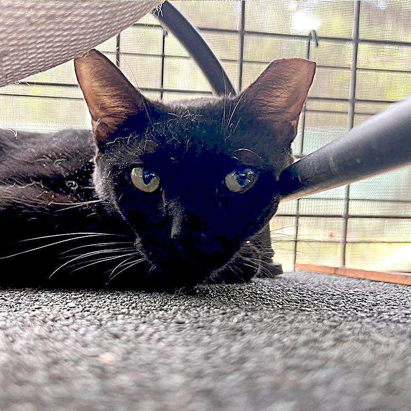 Panther Party on the Catio at Operation Catnip, Gainesville, Florida, Working Cats