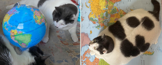 Patches Journey, 42 pound cat, Richmond, Virginia, Wellesley, weight loss for cats