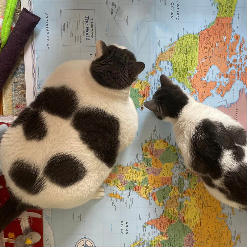 Patches the once 42-pound cat, with his brother Wellesley on a world map