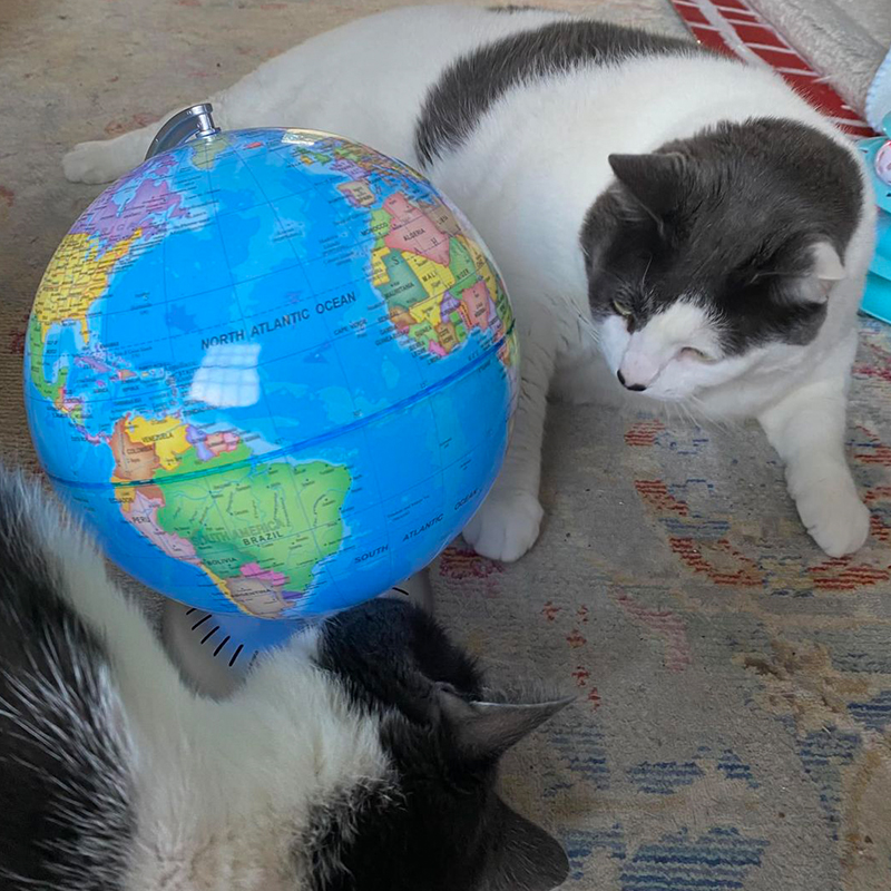Patches and Wellesley the spotted cats with a globe