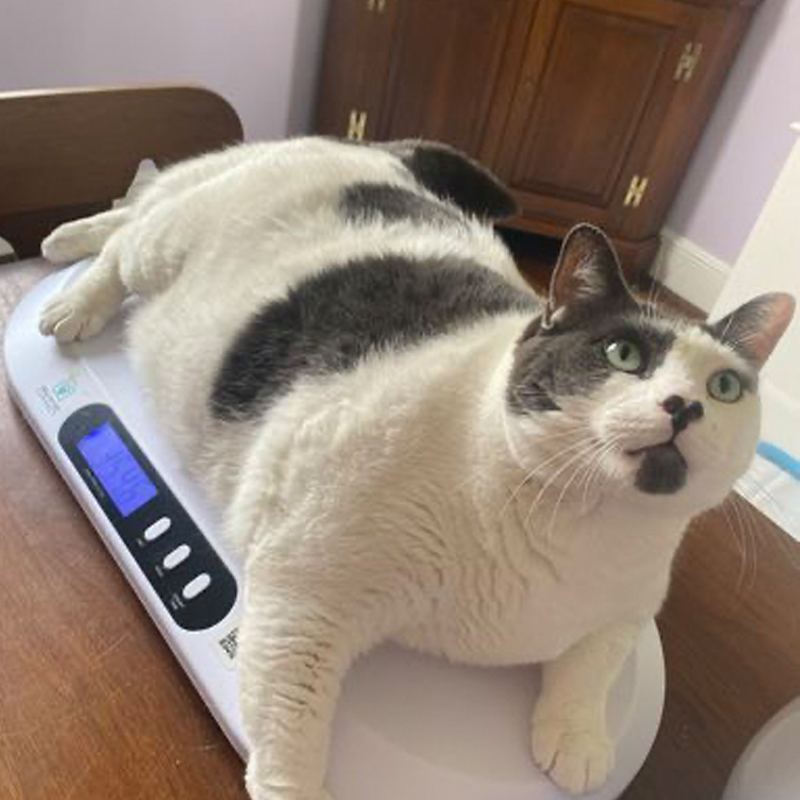 Patches the once 42-pound cat on a scale as he loses weight