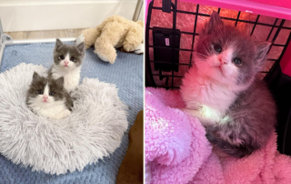 Poppy and Lily, Baby Kitten Rescue, Los Angeles, kitten born without anus, Type II Atresia Ani or imperforate anus