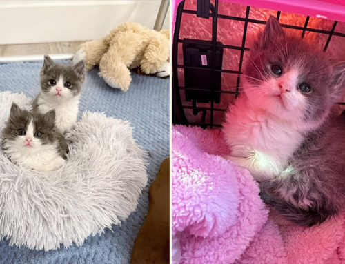 Community Raises Thousands to Help Poppy, Kitten Born with No Anus or Female Organs