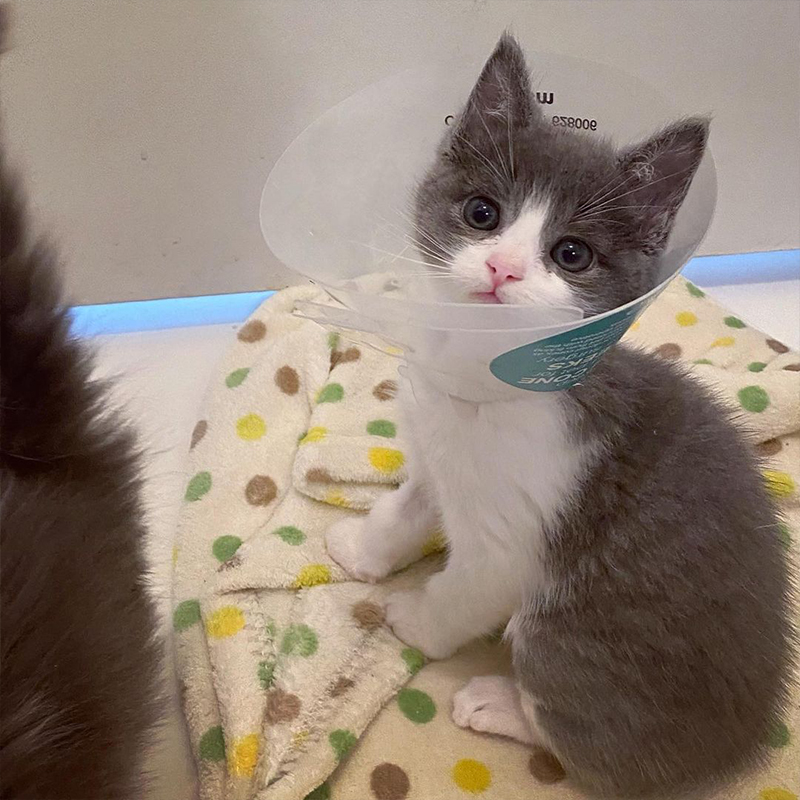 Poppy the kitten wears a cone following surgery for Meet Poppy the kitten born without an anus, Poppy and Lily, Baby Kitten Rescue, Los Angeles, kitten born without anus, Type II Atresia Ani or imperforate anus
