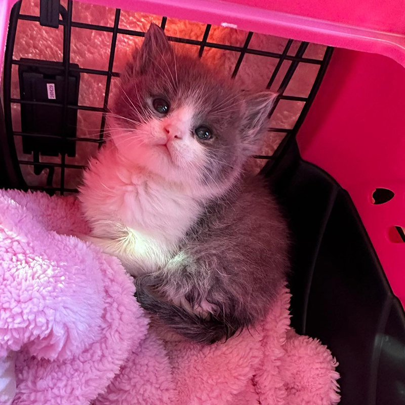 Poppy the rescued kitten in LA, Baby Kitten Rescue
