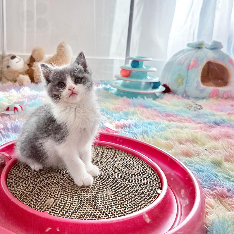 Poppy the tiny foster kitten sits on a play disk in her foster home in Los Angeles, Baby Kitten Rescue
