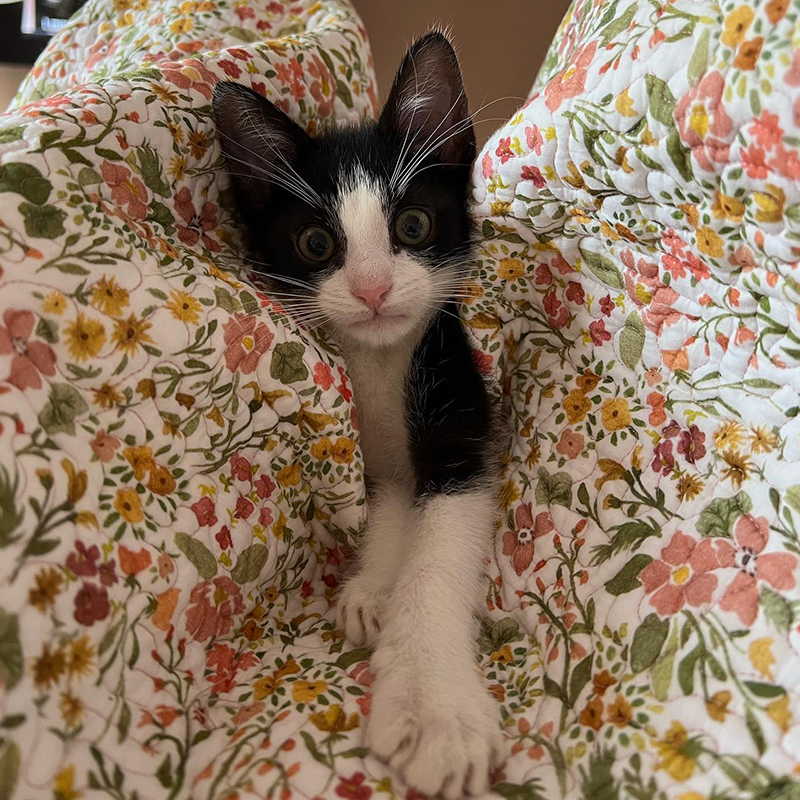 Puppy the kitten now named Ollie in his forever home, Brooklyn