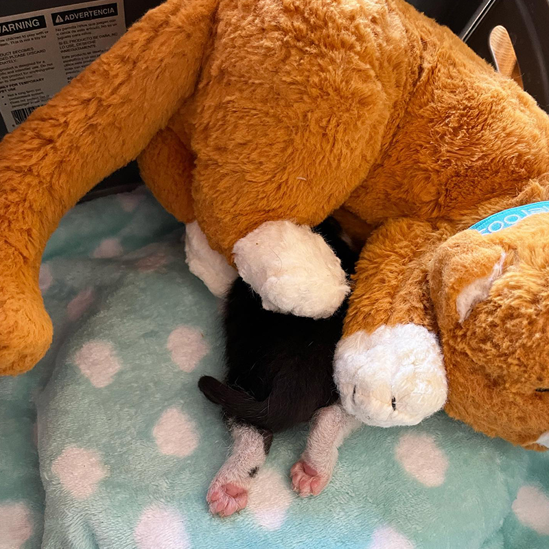 Puppy the kitten with his feet sticking out from under his plush mama Calmaroos Cat