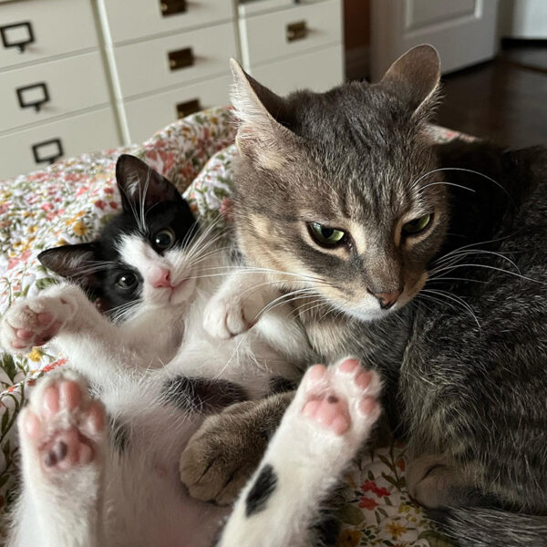 Orphaned Kitten's Favorite Place is Under His Plush Mama