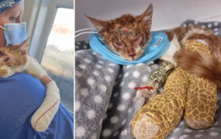 Bradford Cat Watch Rescue & Sanctuary, Rosa, cat covered in toxic resin makes amazing recovery, Katie Lloyd