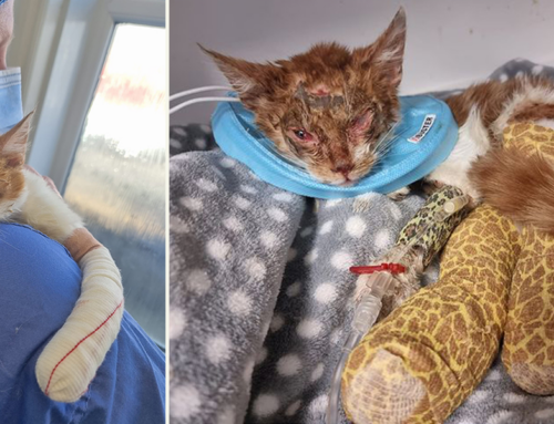 Cat Covered in Toxic Resin Makes Breakthroughs and Miraculous Recovery