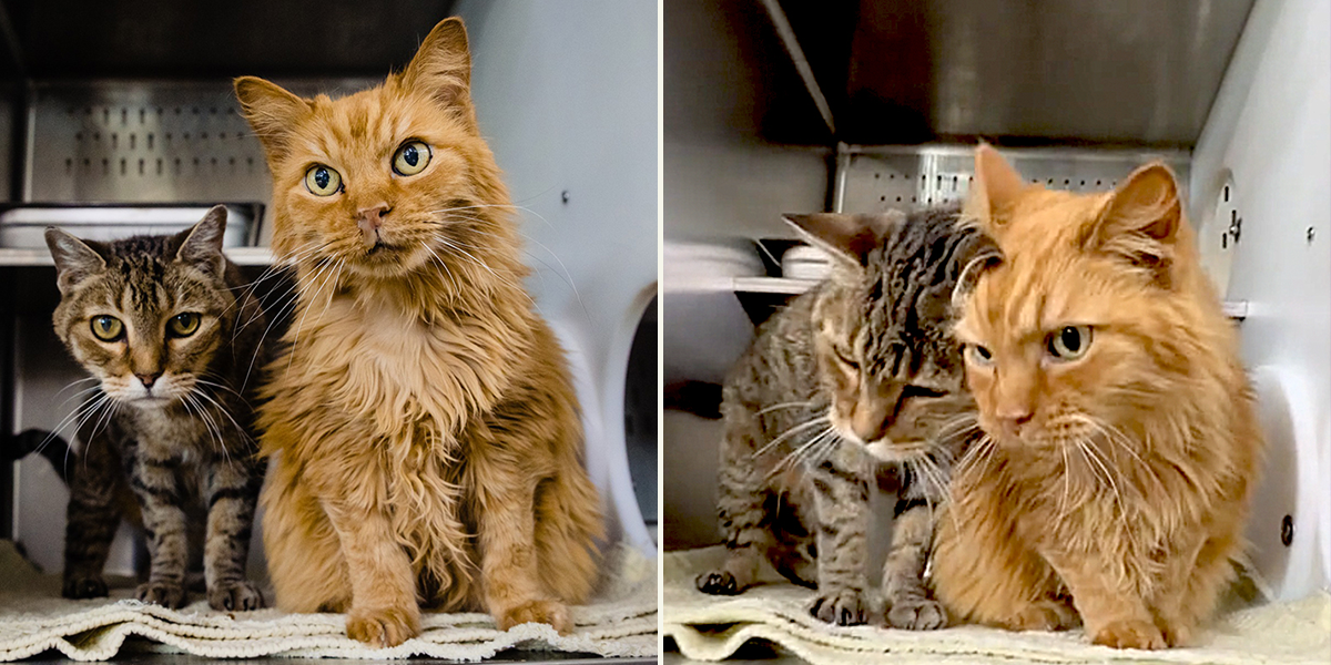 Rusty and Tigger in their kennel at Orange County Animal Services in FL, 18-year-old cats returned to shelter after five hours