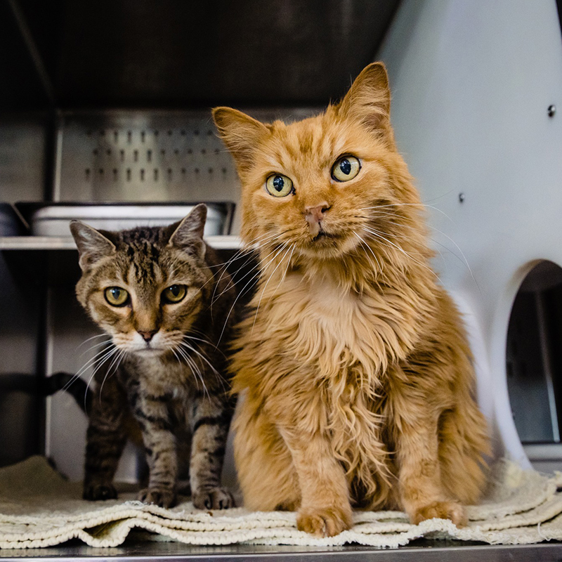 Rusty and Tigger in their kennel at Orange County Animal Services in FL, 3