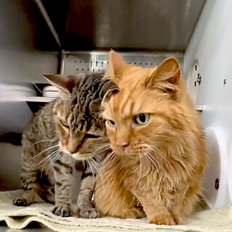 Rusty and Tigger in their kennel at Orange County Animal Services in FL, 2