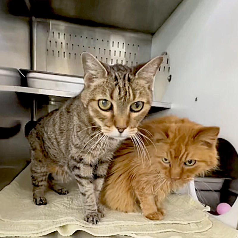 Rusty and Tigger in their kennel at Orange County Animal Services in FL