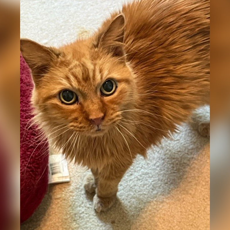 Rusty from Orange County Animal Services, Florida, senior cat, 18 years old
