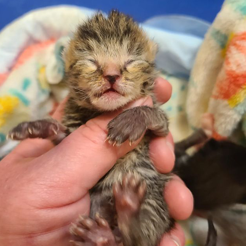 newborn tabby kitten in the Bronx, FURRR 911