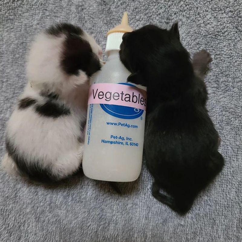newborn kittens with baby bottle for scale