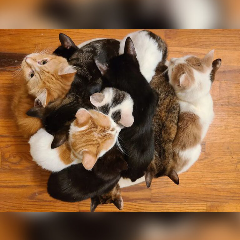 Warmth First Rescuer's Lifesaving Tip Caring for Newborn Kittens