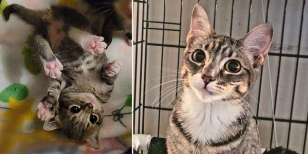 Snatched Rescue NYPD Returns 'Sprout' the Cat Snatched from Adoption Event