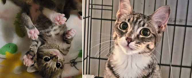 The Fabulous Feline Inc, Valley Stream, NY, Sprout the cat stolen from adoption event in Manhattan