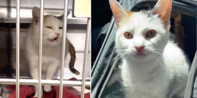 Sickly Cat in Medical Ward Becomes the Sweetest Ray of Sunshine