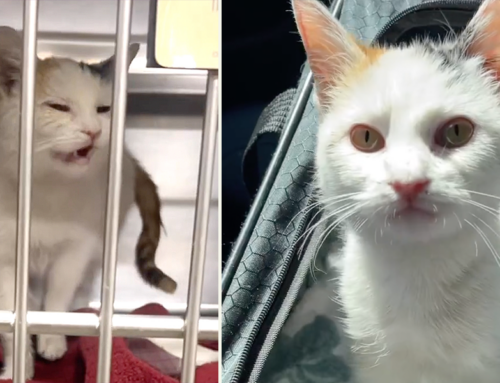 Sickly Cat in Medical Ward Becomes the Sweetest Ray of Sunshine After Rescue