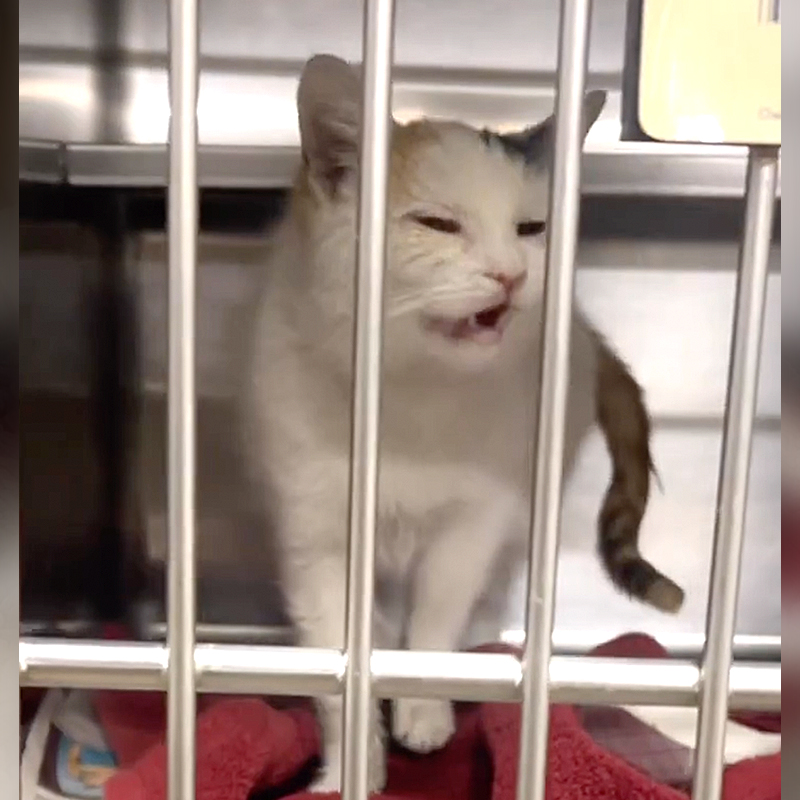 Sunshine meows in the shelter medical ward