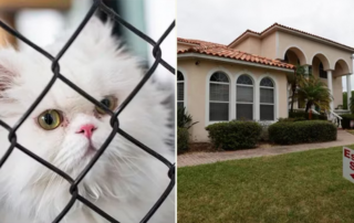 Nancy Sauer, 7 persian cats, Tampa Bay, woman leaves mansion to her cats, judge orders they find new homes, Humane Society of the Tampa Bay