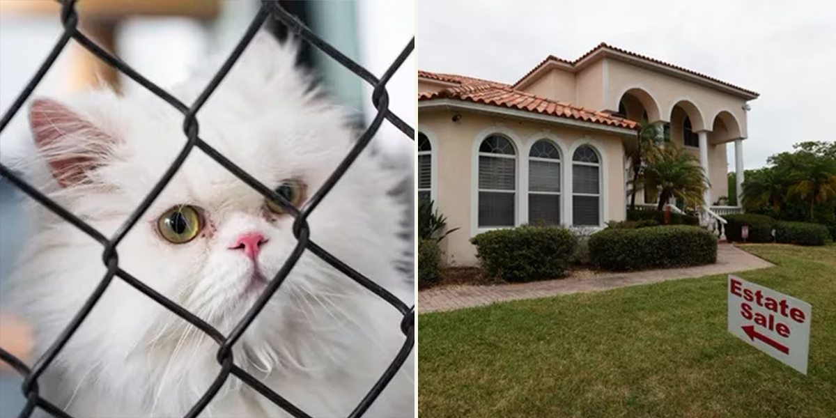 Nancy Sauer, 7 persian cats, Tampa Bay, woman leaves mansion to her cats, judge orders they find new homes, Humane Society of the Tampa Bay