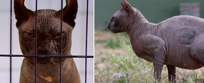 Tattooed Sphynx cat found at Mexican prison after raid, Ciudad Juarez Cereso 3 prison