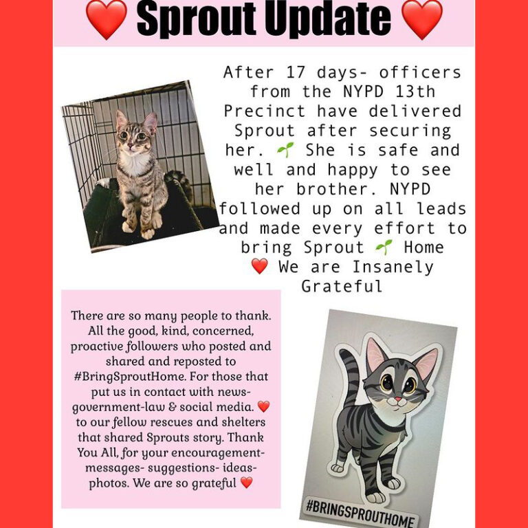 Snatched Rescue NYPD Returns 'Sprout' the Cat Snatched from Adoption Event