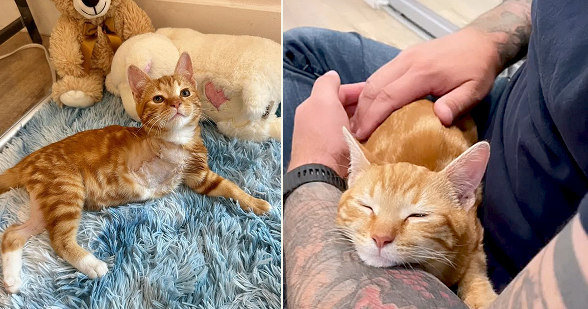 Tripod Kitten Wally Rapidly Adjusts After Being with Injured Leg