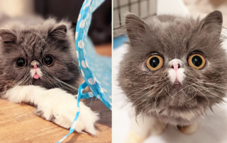Wally, Sir Wallace Grey, Persian cat, Brachycephalic airway syndrome, stenotic nares surgery, breathing difficulty, Wolfie Smiles, Friends for Life Rescue Network, Los Angeles