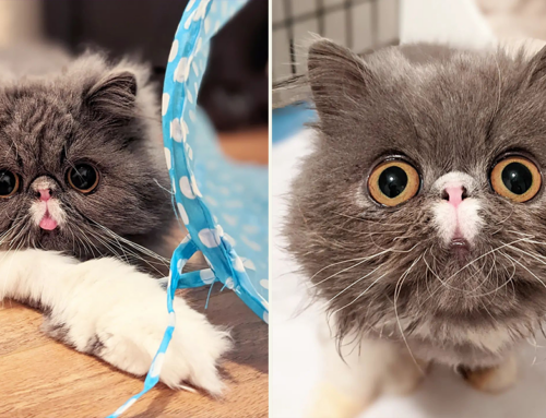 Rescued Persian Gets a Breath of Fresh Air with Special Nostril Widening Surgery