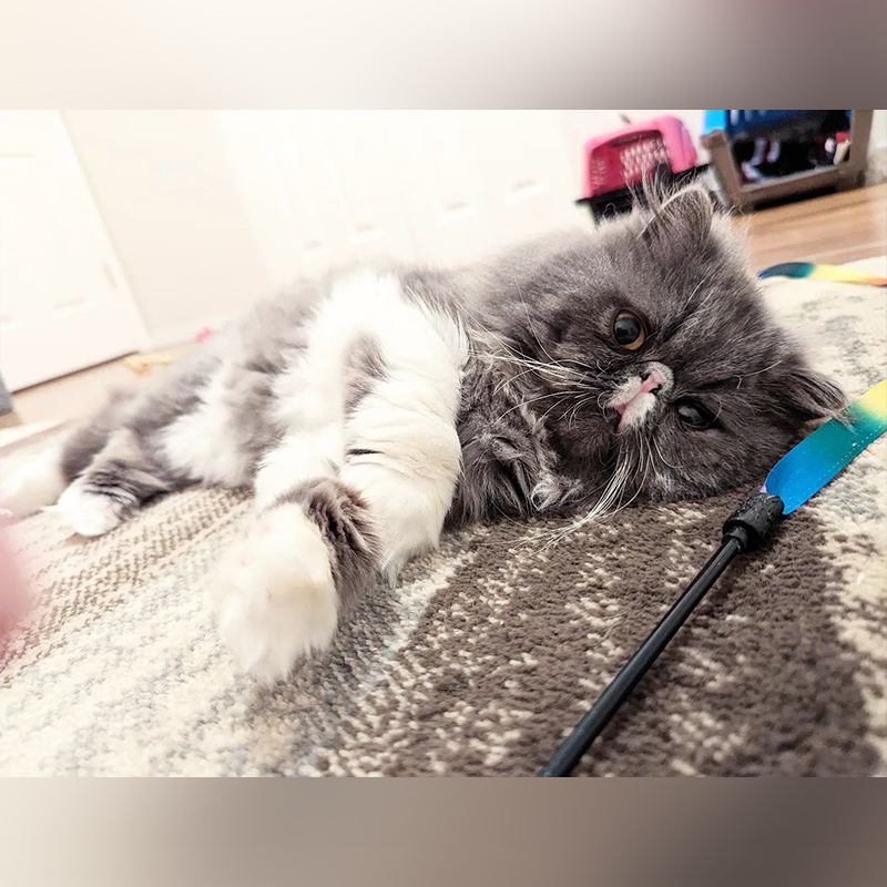 Rescued Persian cat lays on floor