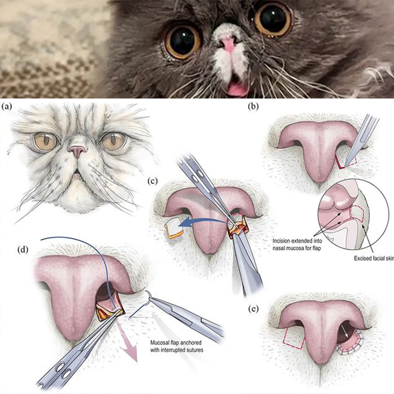 stenotic nares surgery, nostril widening surgery, Persian cat, Brachycephalic airway syndrome