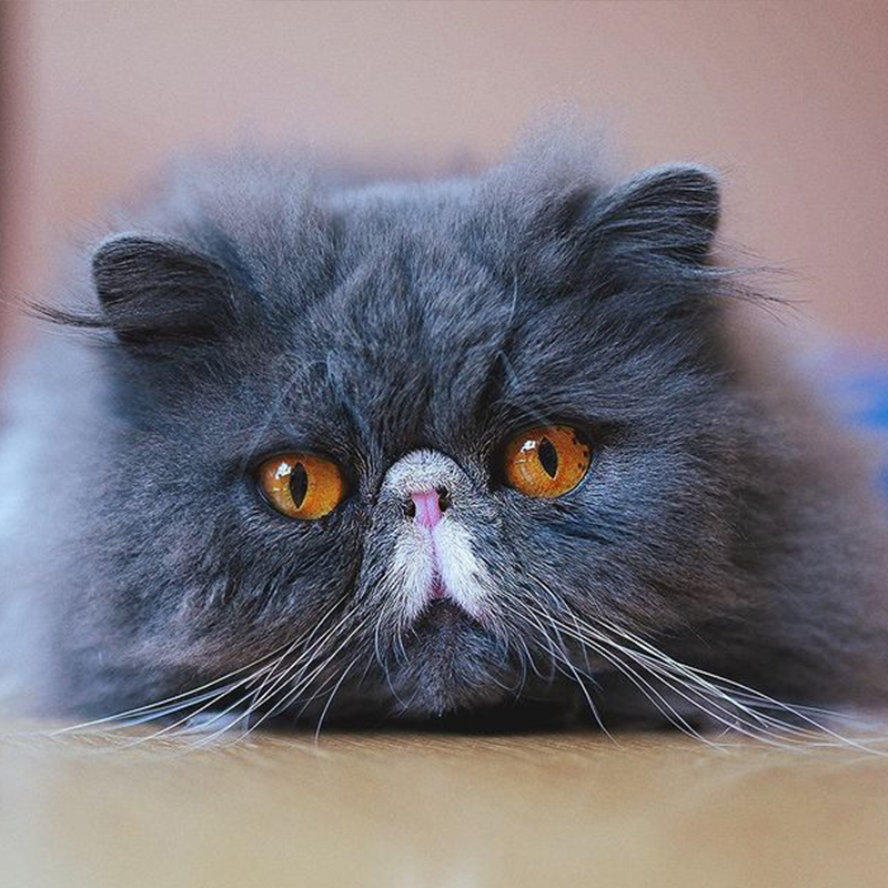 Persian cat Wally after surgery to widen his nostrils to breath