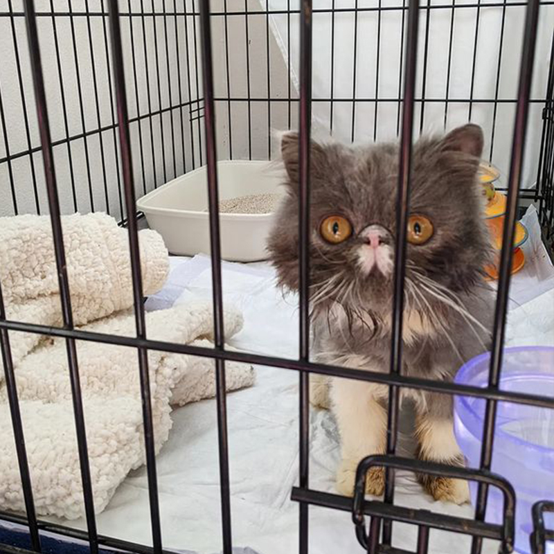 Rescued Wally the Persian, Sir Wallace Gray in quarantine