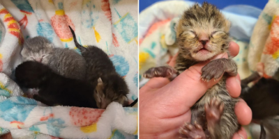 Warmth First: Rescuer's Lifesaving Tip Caring for Newborn Kittens