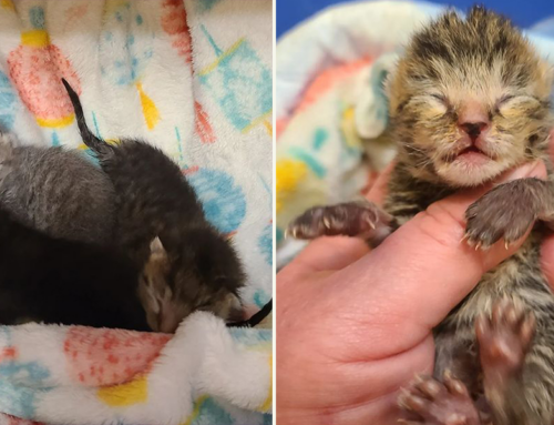 Warmth First: Rescuer’s Lifesaving Tip Caring for Newborn Kittens