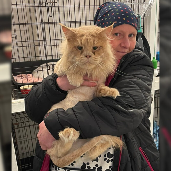 Rescued Cat, 'Aslan' Becomes King After Delicate Eye Surgeries